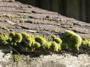 effects of moisture
