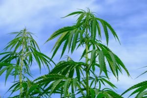 hemp