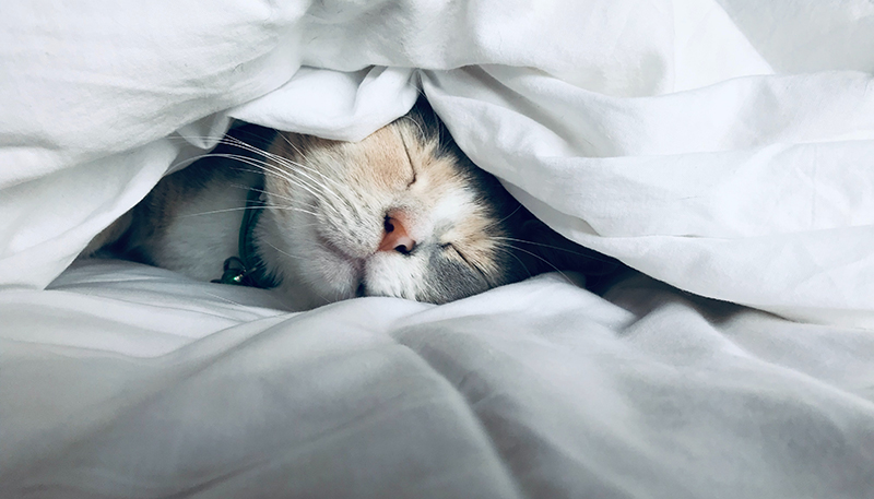 a cat under the comforter