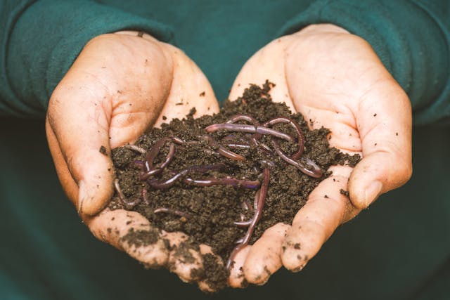 Soil mixed with worm fertilizer