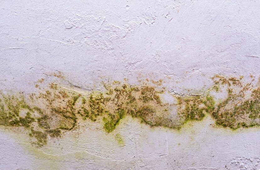 mold